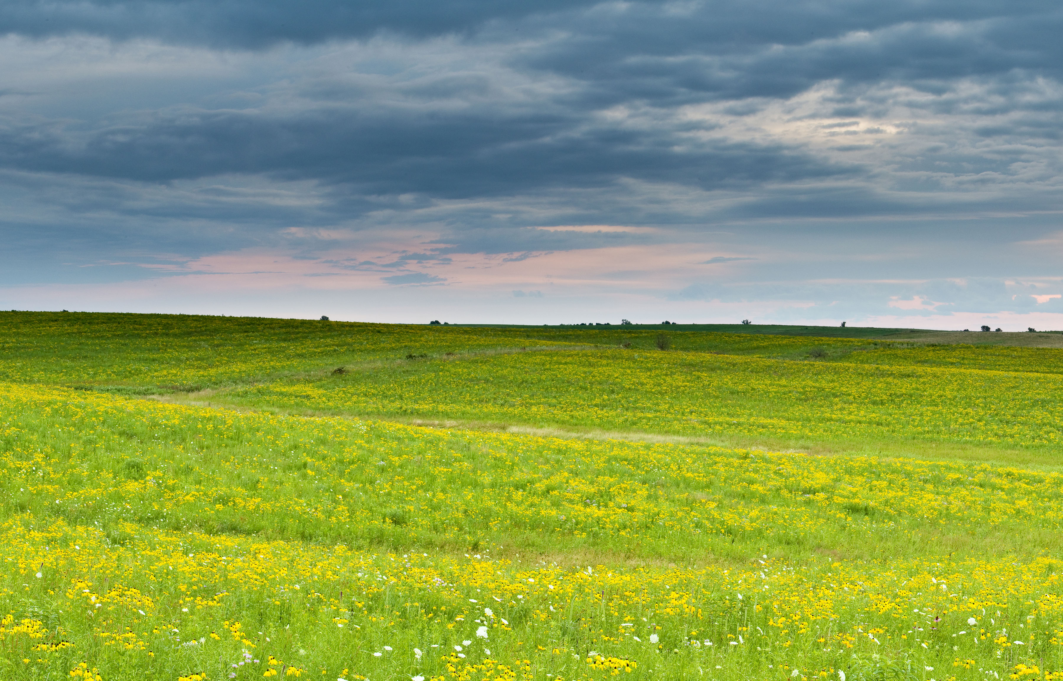 A group of bison graze on an open prairie at sunset.